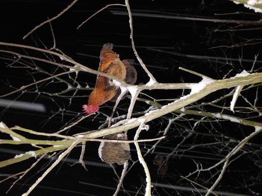 有机老公鸡｜2年龄｜衢州龙游山散养｜现杀｜基地顺丰直发 商品图8