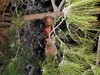 有机老公鸡｜2年龄｜衢州龙游山散养｜现杀｜基地顺丰直发 商品缩略图9