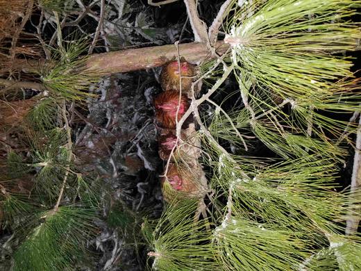 有机老公鸡｜2年龄｜衢州龙游山散养｜现杀｜基地顺丰直发 商品图9