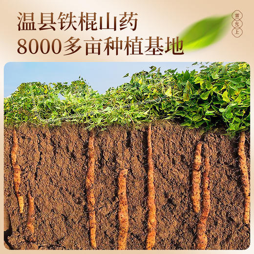 雷允上铁棍山药粉500g/罐 商品图5