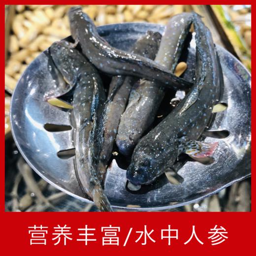 【海鲜】鲜活跳跳鱼 250g 商品图1