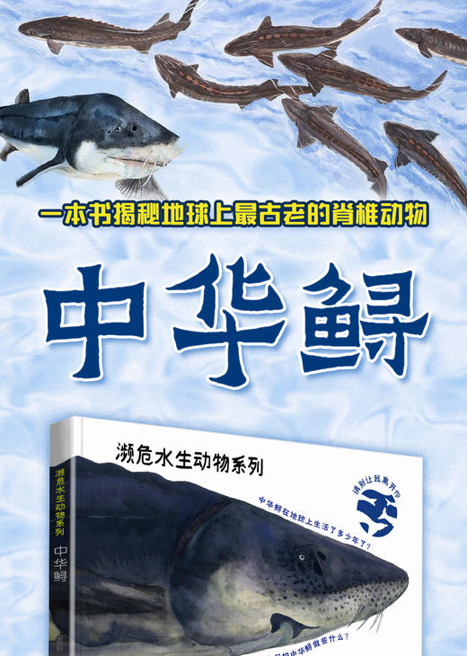 濒危水生动物系列——中华鲟 商品图1