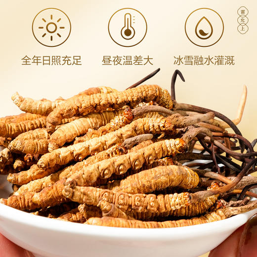 雷允上直营|西藏那曲冬虫夏礼盒15g/盒（-50） 高端木质礼盒 送礼佳品 商品图1