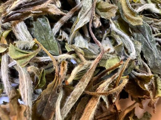 【五年陈】2019年 大峡谷 · 指月  白牡丹   后坪大峡谷 商品图5