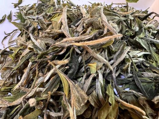 【五年陈】2019年 大峡谷 · 指月  白牡丹   后坪大峡谷 商品图2