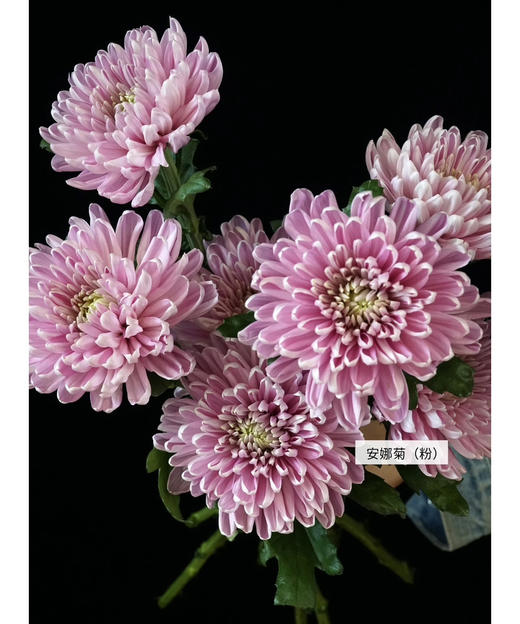 安娜菊（傲月粉）10枝 商品图0