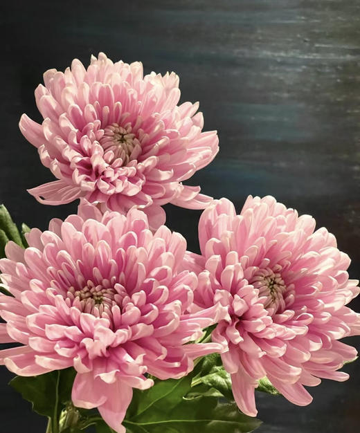 安娜菊（傲月粉）10枝 商品图3