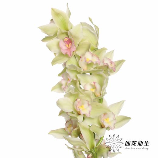 兰花 | 大花蕙兰碧波仙子【轻微瑕疵 折痕 不售后，介意者慎拍】 商品图3