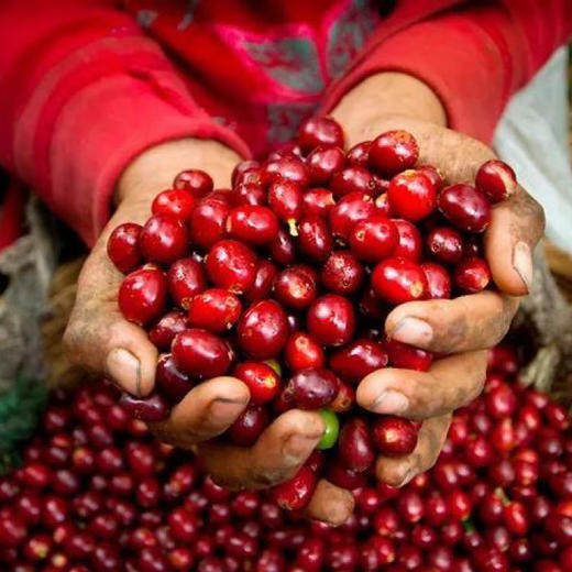 尝味无限珍藏限量系列 · 手冲精品咖啡豆 商品图8