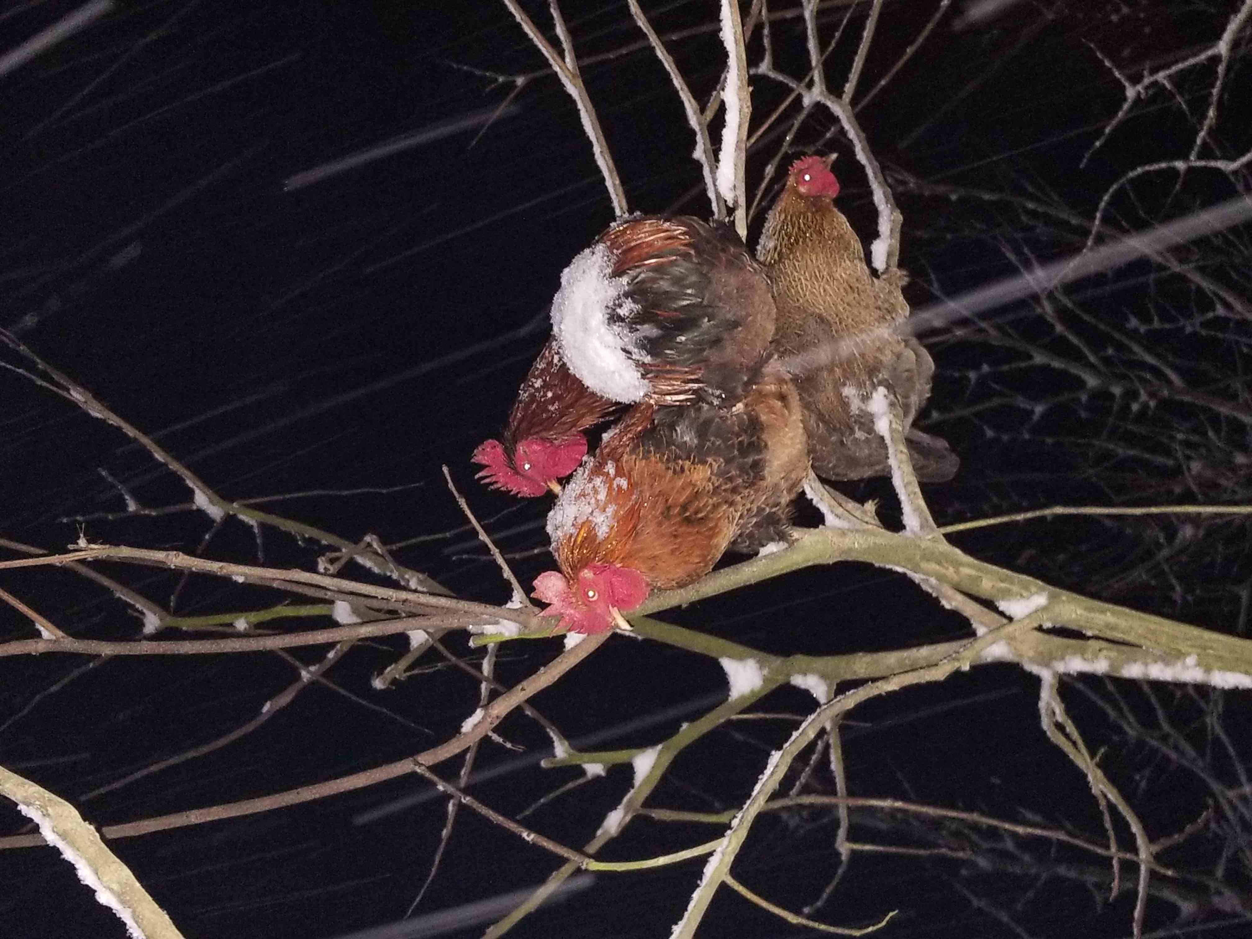 有机老公鸡｜2年龄｜衢州龙游山散养｜现杀｜基地顺丰直发