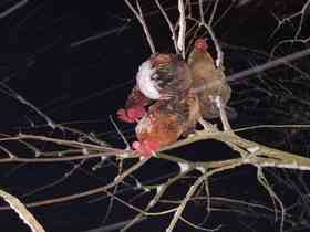 有机老公鸡｜2年龄｜衢州龙游山散养｜现杀｜基地顺丰直发