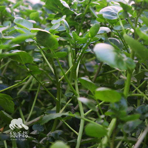 生态西洋菜 | 绿家自产*ecological watercress | Self-production 商品图1