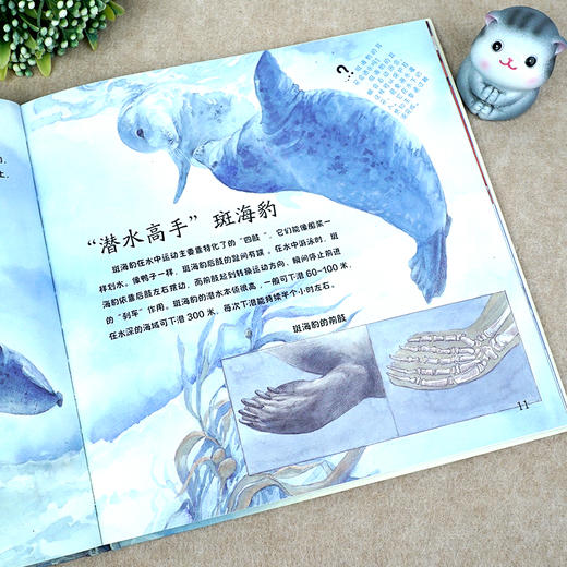 斑海豹 商品图1
