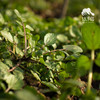 生态西洋菜 | 绿家自产*ecological watercress | Self-production 商品缩略图2