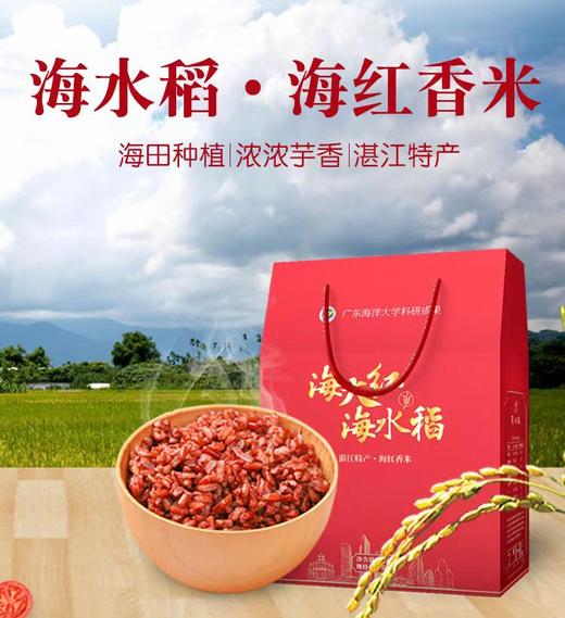 海大红  海水稻·海红香米 商品图9