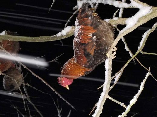 有机老公鸡｜2年龄｜衢州龙游山散养｜现杀｜基地顺丰直发 商品图1