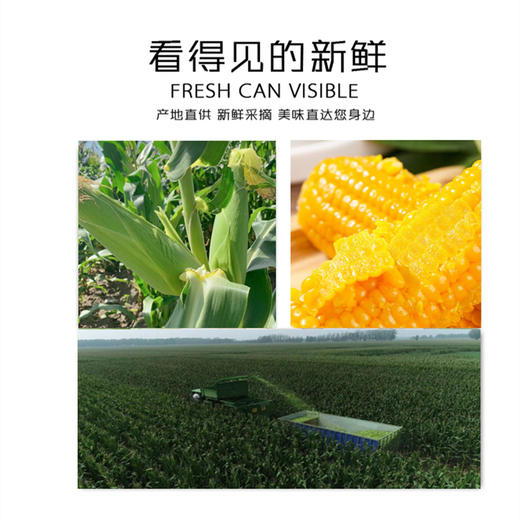 寒疆果都东北甜糯玉米10根箱装2000克 原味鲜香 软糯又鲜嫩 商品图2