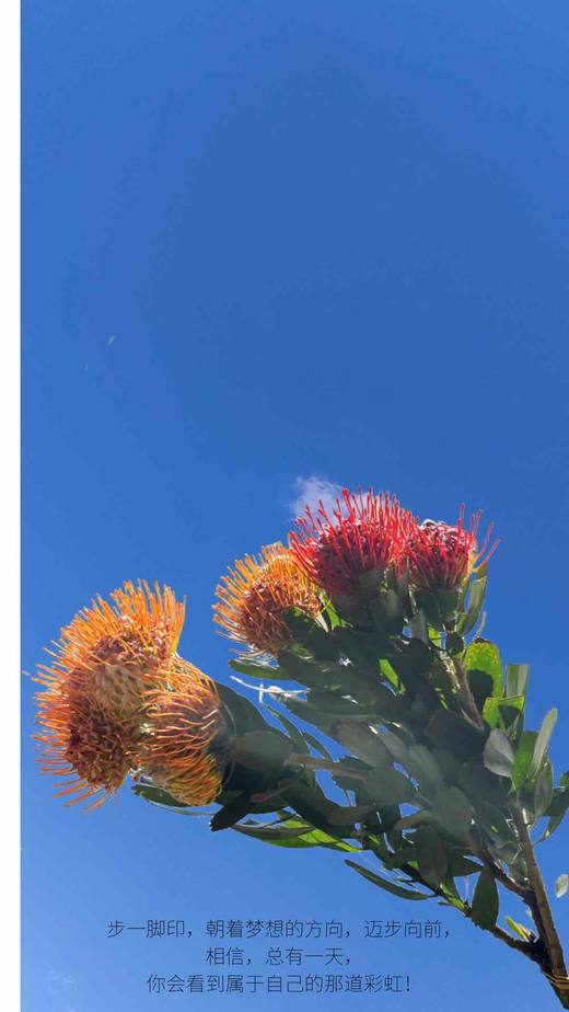 针垫，枝长50公分左右，5支起售 商品图1