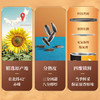 洽洽葵珍八分熟原味瓜子礼盒188g*6罐（黑金罐）过节送礼礼品1128g 商品缩略图2