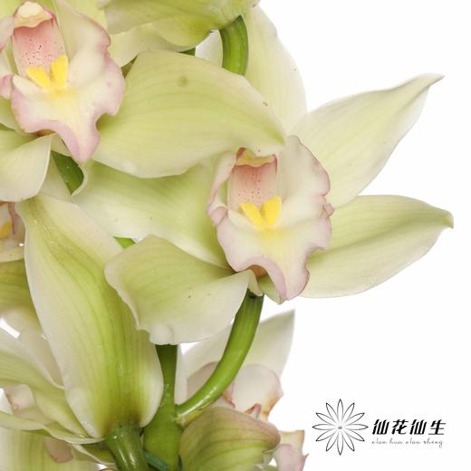 兰花 | 大花蕙兰碧波仙子【轻微瑕疵 折痕 不售后，介意者慎拍】 商品图4