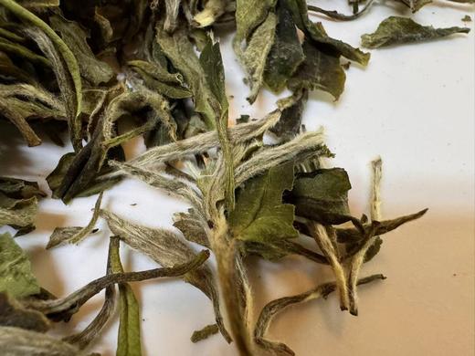 【五年陈】2019年 大峡谷 · 指月  白牡丹   后坪大峡谷 商品图7