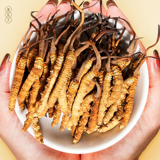 雷允上西藏AAAA级冬虫夏草15g/盒（-20） 商品图4