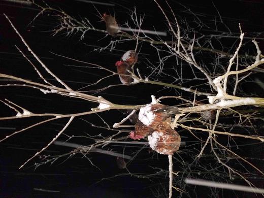 有机老公鸡｜2年龄｜衢州龙游山散养｜现杀｜基地顺丰直发 商品图6