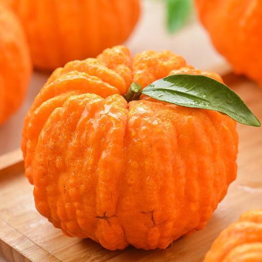 东坡恋橘南瓜柑 约1kg/份 商品图1