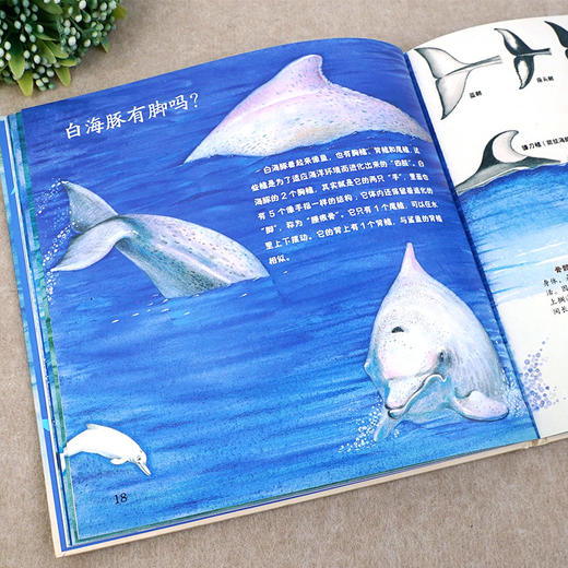 中华白海豚 商品图3