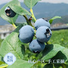 【开年惊喜价】云南抚仙湖  花香蓝莓  多规格任选 商品缩略图3