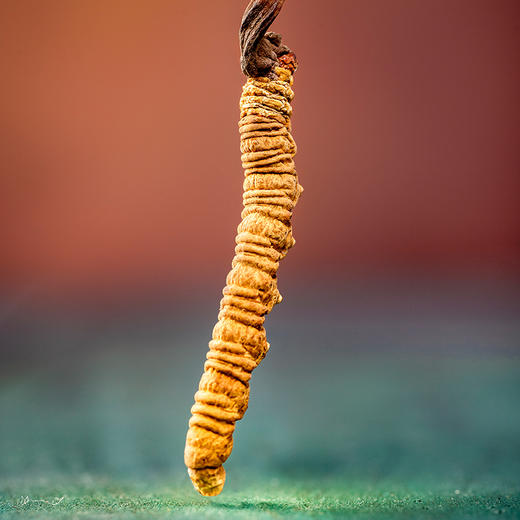 雷允上西藏甲级冬虫夏草6g/盒（-40） 商品图3