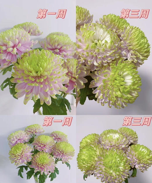 安娜菊-粉绿 10支/扎 商品图5