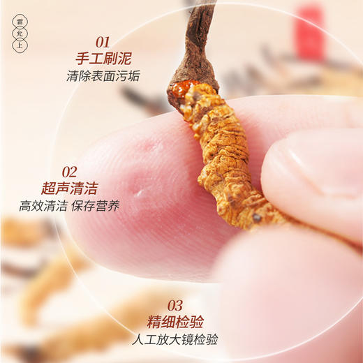 雷允上冻干冬虫夏草1g/瓶（-50） 商品图5