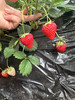农场本地草莓，小果，无膨大剂，香气扑鼻，蜜蜂🐝授粉，特别甜，自然生长！ 商品缩略图0
