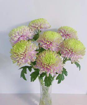 安娜菊-粉绿 10支/扎