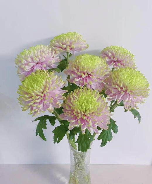 安娜菊-粉绿 10支/扎 商品图0