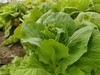 菜薹 商品缩略图4