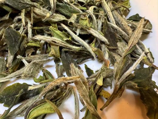 【五年陈】2019年 大峡谷 · 指月  白牡丹   后坪大峡谷 商品图4