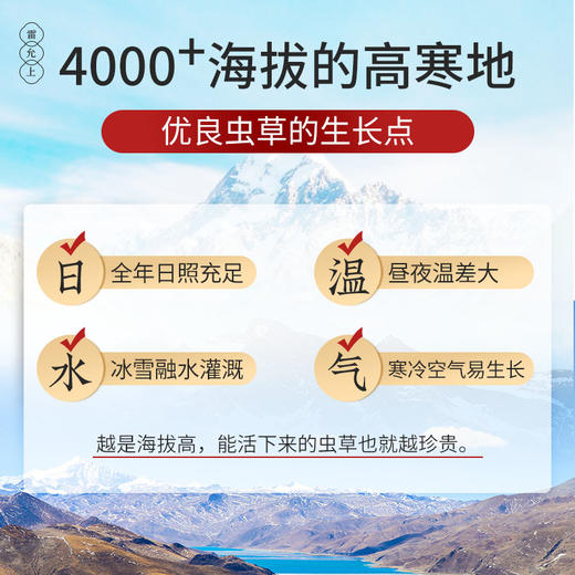 雷允上冻干冬虫夏草50g/盒（-32） 商品图5