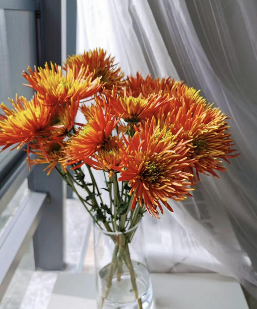 安娜菊-拉红 10支/扎 商品图0