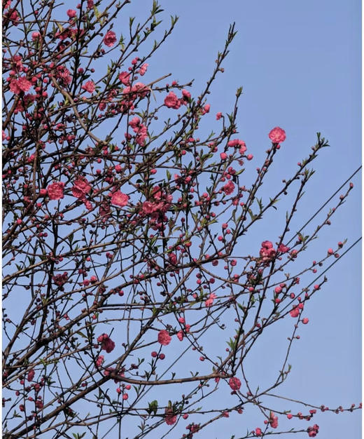 【 '桃‘你欢心】  桃花 红色 约7-8枝/扎 约70公分  单扎 商品图1