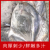 【海鲜】冰鲜东海小鲳鱼 2条约230g 商品缩略图2