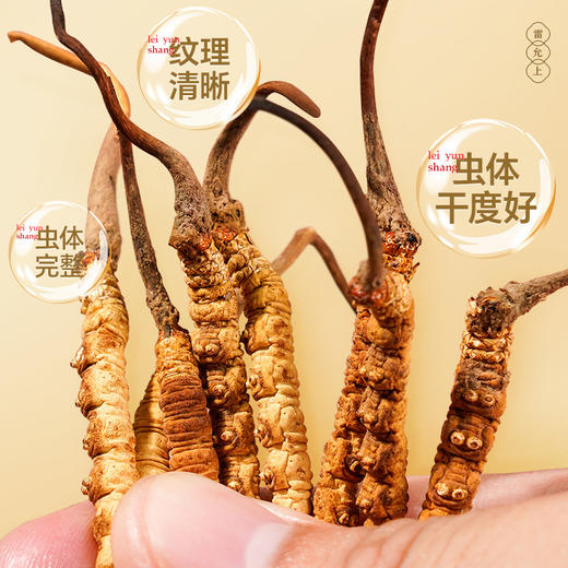 雷允上直营 | 西藏那曲冬虫夏草礼盒30g/盒（-40） 高端木盒 野山虫草 送礼佳品 商品图3