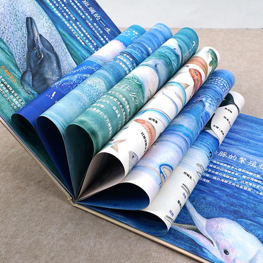 中华白海豚 商品图5