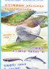 濒危水生动物系列——长江江豚 商品缩略图2