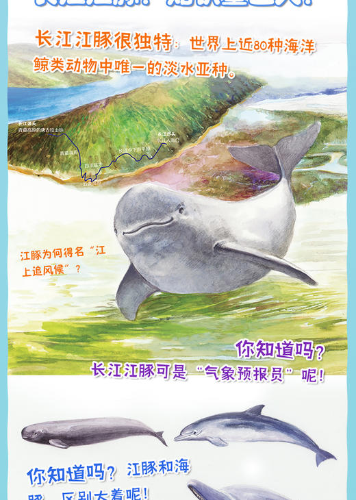 濒危水生动物系列——长江江豚 商品图2