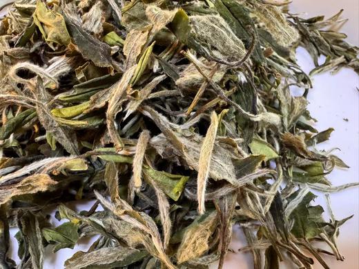 【五年陈】2019年 大峡谷 · 指月  白牡丹   后坪大峡谷 商品图8