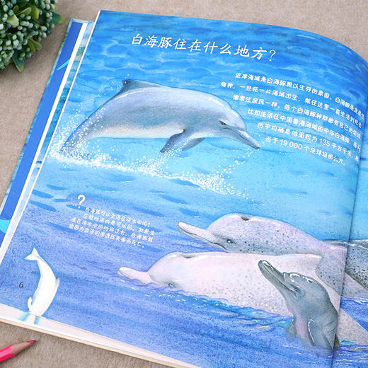 中华白海豚 商品图2