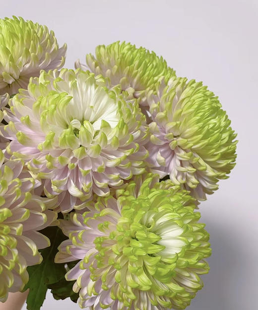 安娜菊-粉绿 10支/扎 商品图6