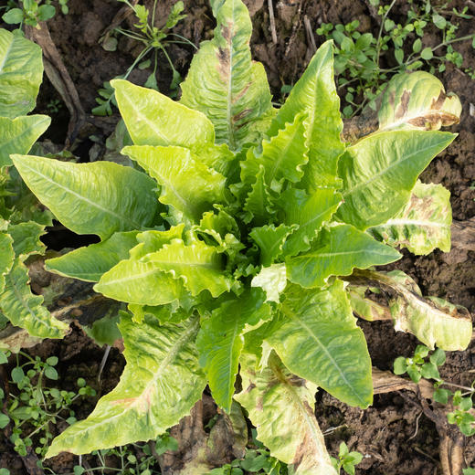 油麦菜 商品图1